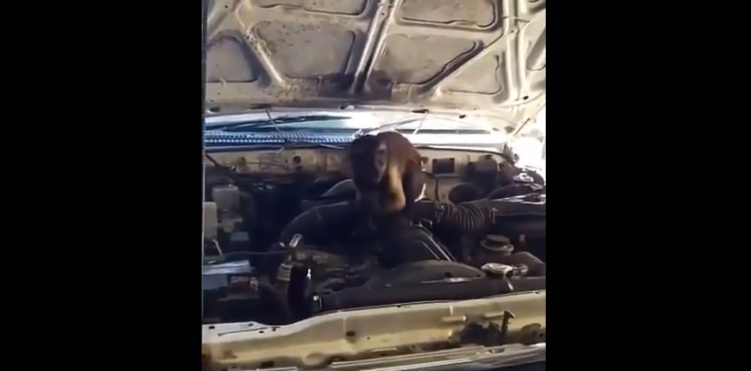 maimuta mecanic auto