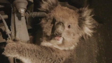 Un koala supraviețuiește unei călătorii de 16 kilometri ținându-se de suspensia unui SUV