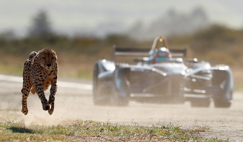 ghepard vs Formula E