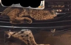 Râsul care râde la urmă – O felină a supraviețuit unei călătorii în grila unei Toyota Prius