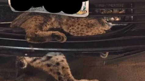 Râsul care râde la urmă – O felină a supraviețuit unei călătorii în grila unei Toyota Prius