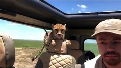 Safari cu senzații tari. S-a trezit cu ghepardul în mașină!